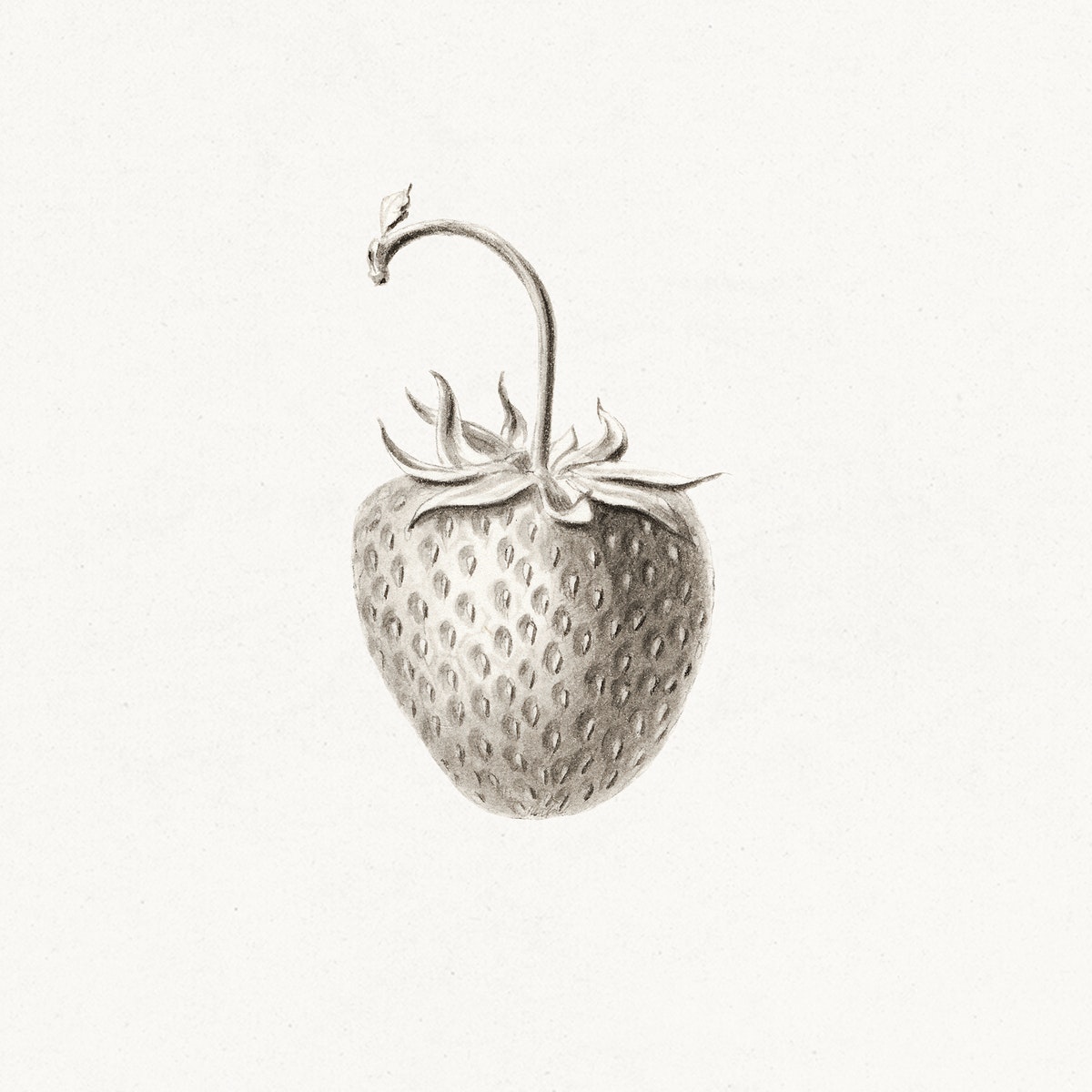 Strawberry sketch illustration. Digitally enhanced illustration from U.S. Department of Agriculture Pomological Watercolor Collection. Rare and Special Collections, National Agricultural Library.